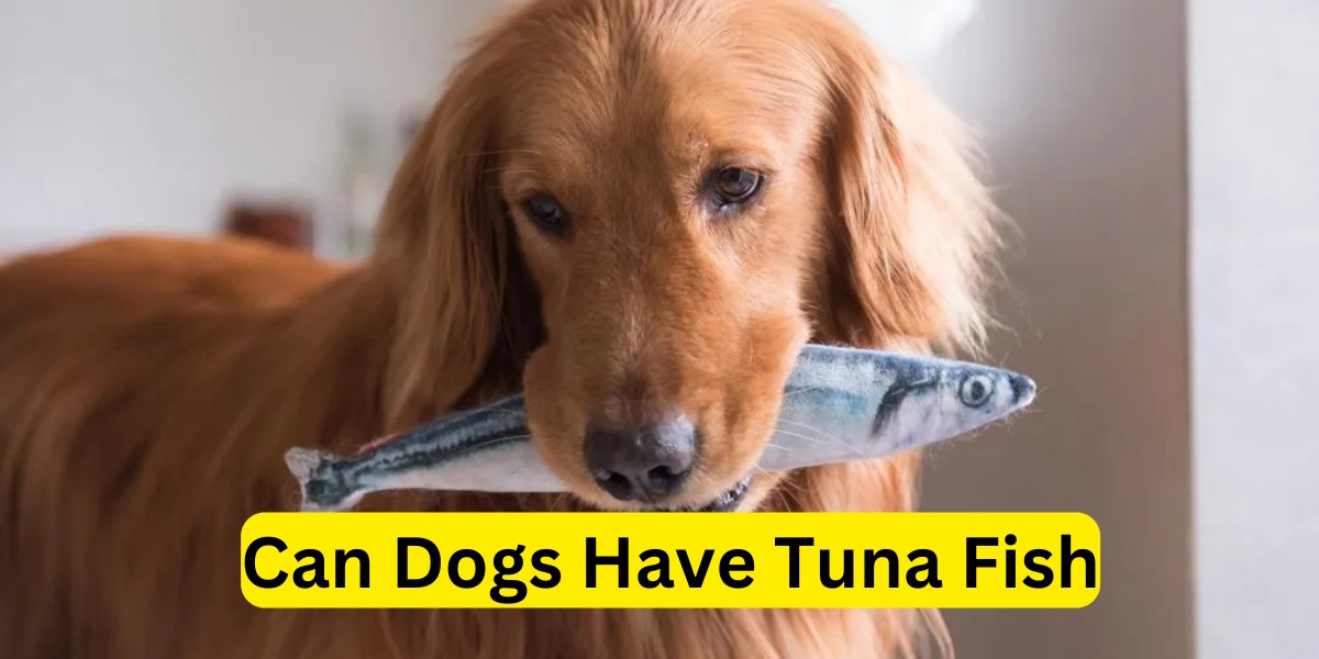 Can Dogs Have Tuna Fish