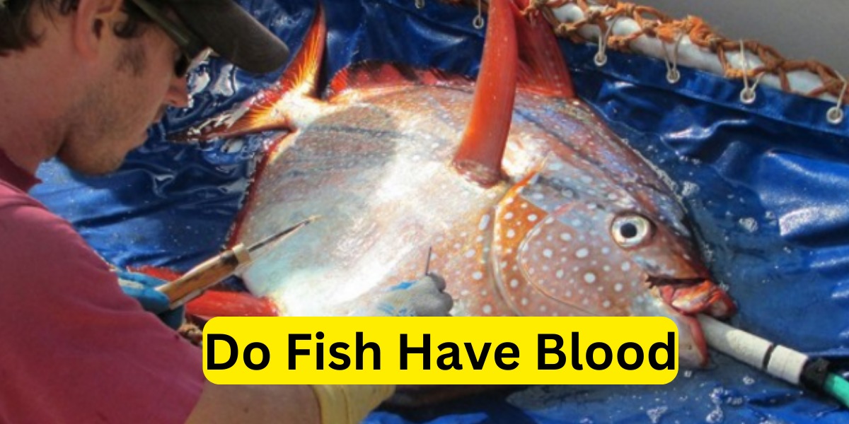 Do Fish Have Blood