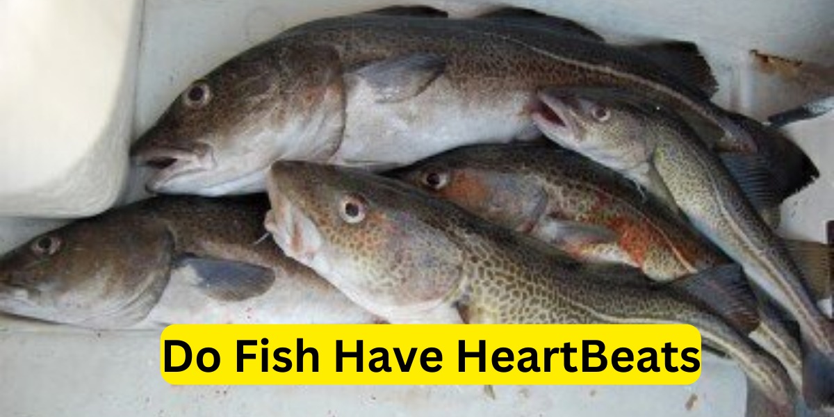 Do Fish Have HeartBeats
